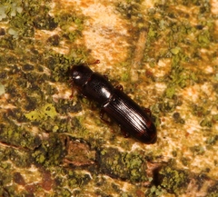 Rhizophagus bipustulatus