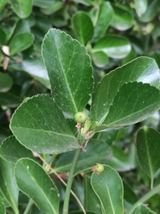 Magnoliopsida