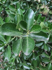 Magnoliopsida