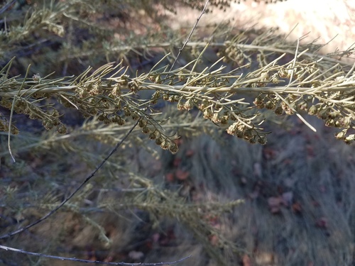 iNaturalist observation photo of California sagebrush