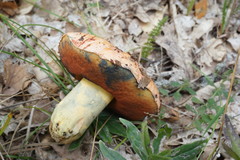 Rubroboletus lupinus