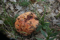 Rubroboletus lupinus