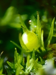 Weissia angustifolia