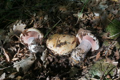 Lactarius sanguifluus