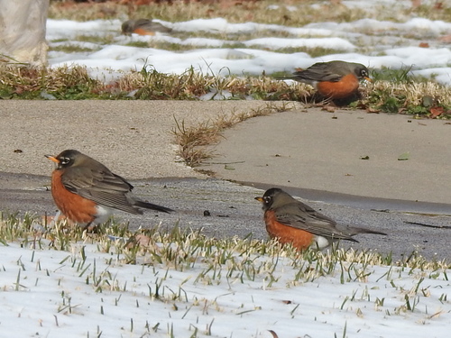 American Robin photographed in Texas