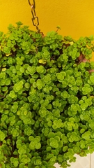 Sedum makinoi