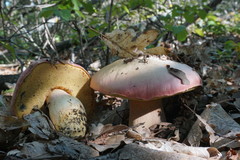 Rubroboletus pulchrotinctus