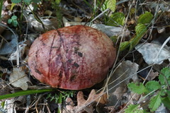 Rubroboletus lupinus