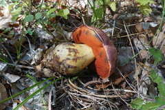 Rubroboletus lupinus