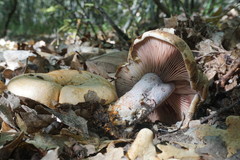 Lactarius sanguifluus
