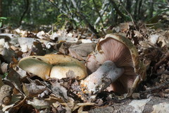 Lactarius sanguifluus