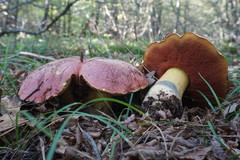 Rubroboletus lupinus