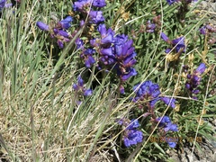 Penstemon hallii