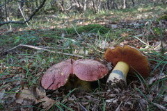 Rubroboletus lupinus