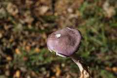 Calocybe ionides