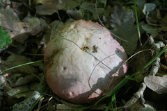 Rubroboletus pulchrotinctus