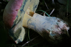 Rubroboletus pulchrotinctus