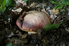 Rubroboletus pulchrotinctus