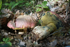 Rubroboletus pulchrotinctus