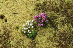 Gentianella cerina