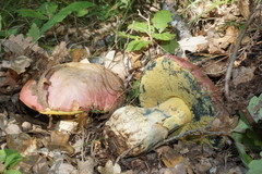 Rubroboletus pulchrotinctus