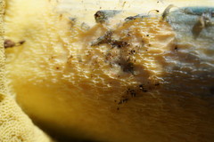 Rubroboletus pulchrotinctus