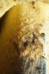 Rubroboletus pulchrotinctus