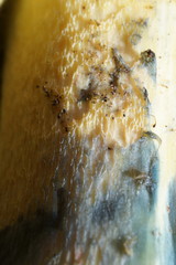 Rubroboletus pulchrotinctus