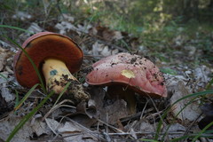 Rubroboletus lupinus