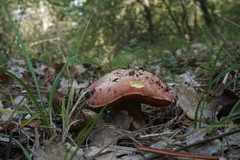 Rubroboletus lupinus