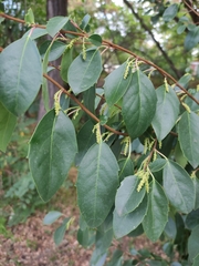Azara petiolaris