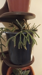 Rhipsalis pilocarpa