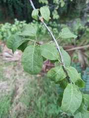 Magnoliopsida