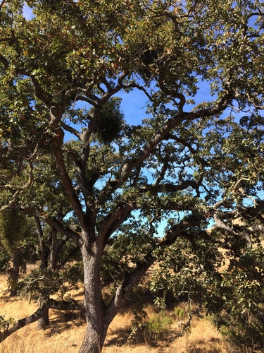 iNaturalist observation photo of Dumosae