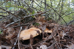 Lactarius sanguifluus