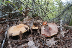 Lactarius sanguifluus