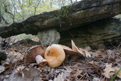 Lactarius sanguifluus