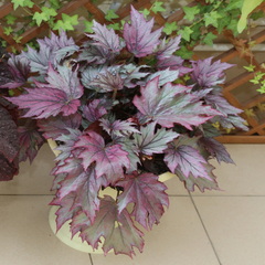 Begonia rex-cultorum