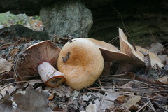 Lactarius sanguifluus