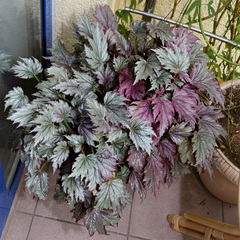 Begonia rex-cultorum