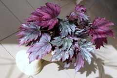 Begonia rex-cultorum