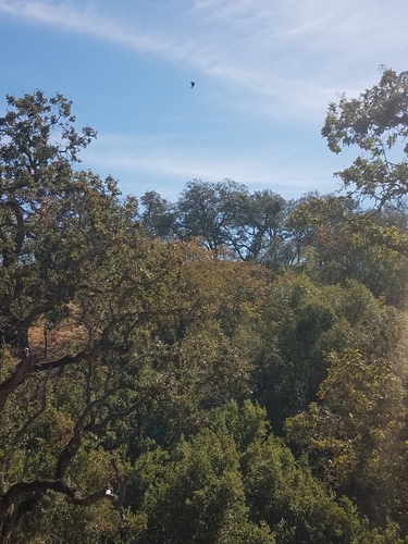 iNaturalist observation photo of Acorn Woodpecker