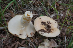 Lactarius insulsus