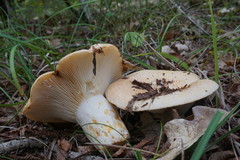 Lactarius insulsus