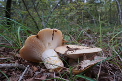 Lactarius insulsus