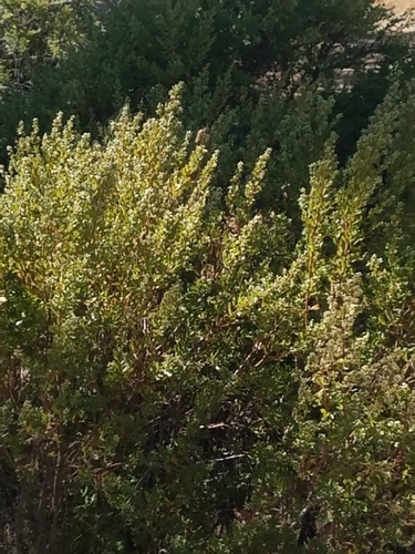 iNaturalist observation photo of coyote brush