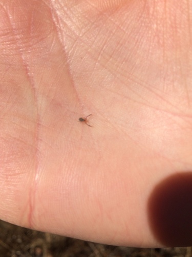 iNaturalist observation photo of Pseudoscorpions