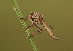 Tolmerus calceatus