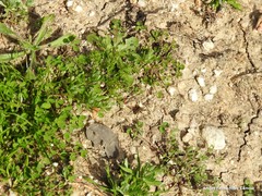 Medicago arabica