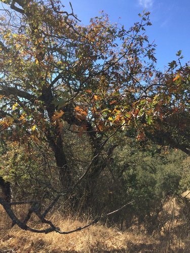 iNaturalist observation photo of California black oak